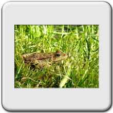 grenouille verte