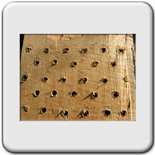 la bche  abeilles solitaires