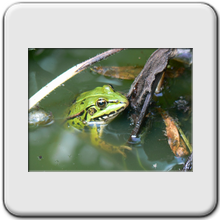 grenouille verte