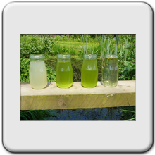 test de l'eau du lagunage
