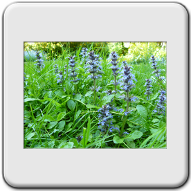 Ajuga reptans (Bugle rampant)