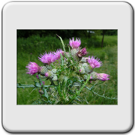 Cirsium palustre (Cirse des marais