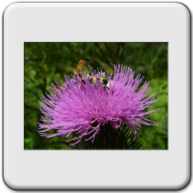Cirsium vulgare (Cirse commun)