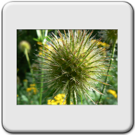 Dipsacus pilosus (Cardre velue)