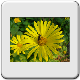 Doronicum pardalianches (Doronic tue-panthre)