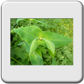 Euphorbia lathyris (Euphorbe purge )
