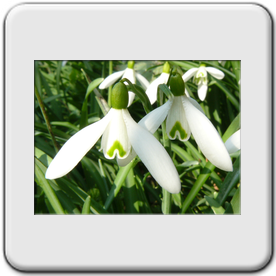 Galanthus nivalis ( Perce-neige)