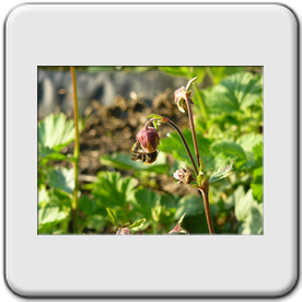 Geum rivale (Benote des ruisseaux)