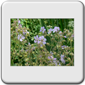 Geranium pratense (Geranium des prs)