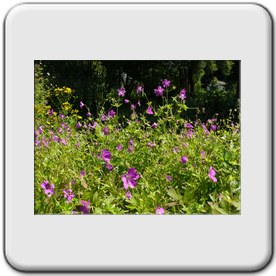 Geranium sylvaticum (Geranium des bois)