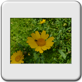 Glebionis segetum (Chrysanthme des moissons)