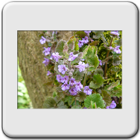 Glechoma hederacea (Glchoma faux lierre)