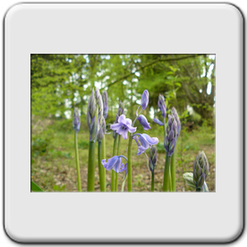 Hyacinthoides non-scripta (Jacinthe des bois)