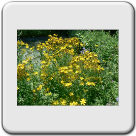 Hypericum perforatum ( Millepertuis commun)     