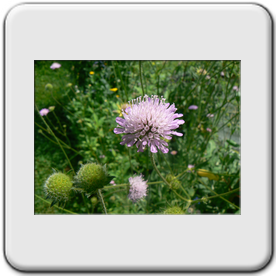 Knautia arvensis (La knautie des champs)