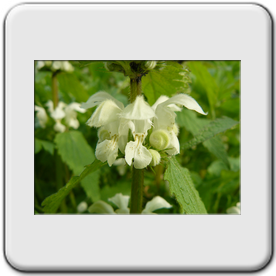 Lamium album (Lamier blanc)