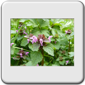 Lamium purpureum (Ortie rouge)