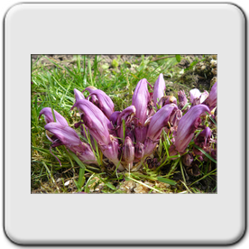 Lathraea clandestina (Lathre clandestine)