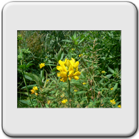 lotus corniculatu(Lotier cornicul)