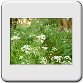 Anthriscus sylvestris (L'anthrisque sauvage)