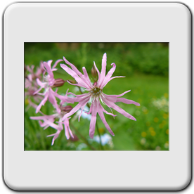 Lychnis flos-cuculi (Lychnide fleur de coucou)