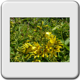 Lysimachia vulgaris (Lysimaque vulgaire)