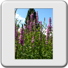 Lythrum salicaria (Grande salicaire)