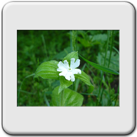 Melandryum album (Le compagnon blanc)
