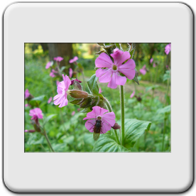 Melandrium dioicum (Silne dioique)