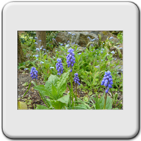 Muscari armeniacum (Muscari)