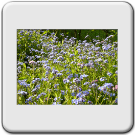 Myosotis arvensis (Myosotis des champs)
