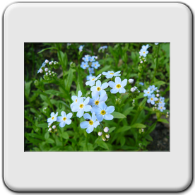 Myosotis palustris (Myosotis des marais)