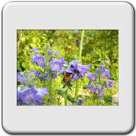 Polemonium caeruleum (La polmoine bleue)