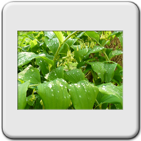 Polygonatum multiflorum (Sceau de Salomon)