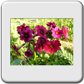 Primula japonica (Primevre du Japon)