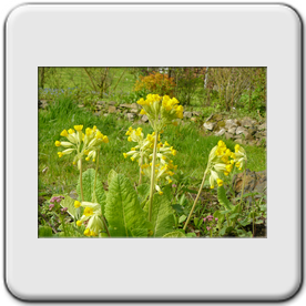 Primula veris (Primevre officinale)
