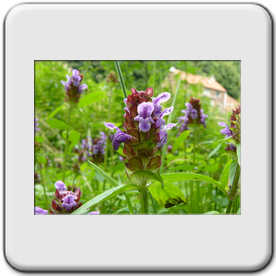 Prunella vulgaris (Brunelle vulgaire)