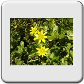 Ranunculus ficaria (Ficaire)
