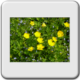 Ranunculus repens (Renoncule rampante)