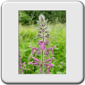 Stachys sylvatica (Epiaire des bois)