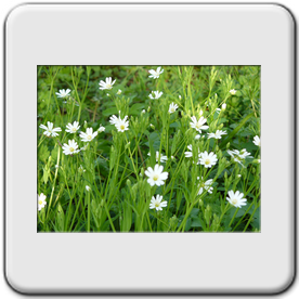 Stellaria holostea (Stellaire holoste)
