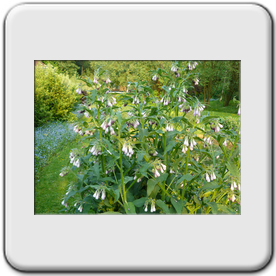 Symphitum officinale (Consoude officinale