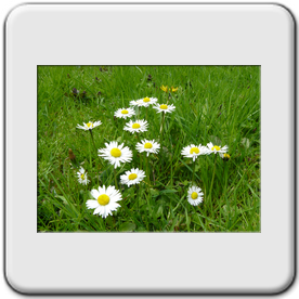  Bellis perennis paquerette