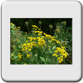 Tanacetum vulgare (Tanaisie commune)