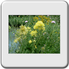 Thalictrum flavum(Pigamon jaune)