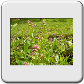 Valeriana dioica (Valriane des marais)