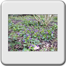 Viola odorata (Violette odorante)