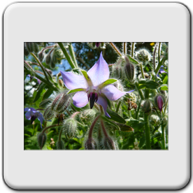 Borago officinalis (La bourrache officinale)