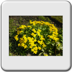 Caltha palustris (Populage des marais)