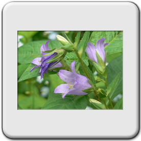 Campanula trachelium (La campanule gantele )